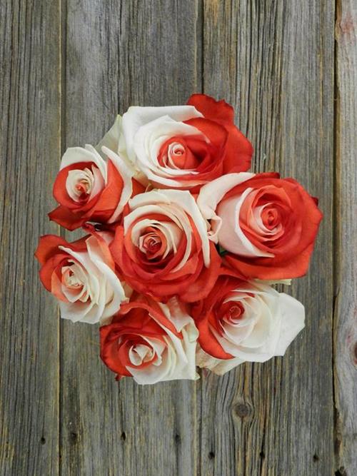 RED & WHITE  TINTED ROSES